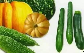 樟树免费吃瓜,樟树邀您共享夏日清凉 第3张 樟树免费吃瓜,樟树邀您共享夏日清凉 第3张